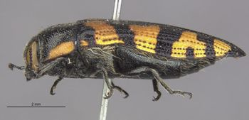 Media type: image;   Entomology 8023 Aspect: hala